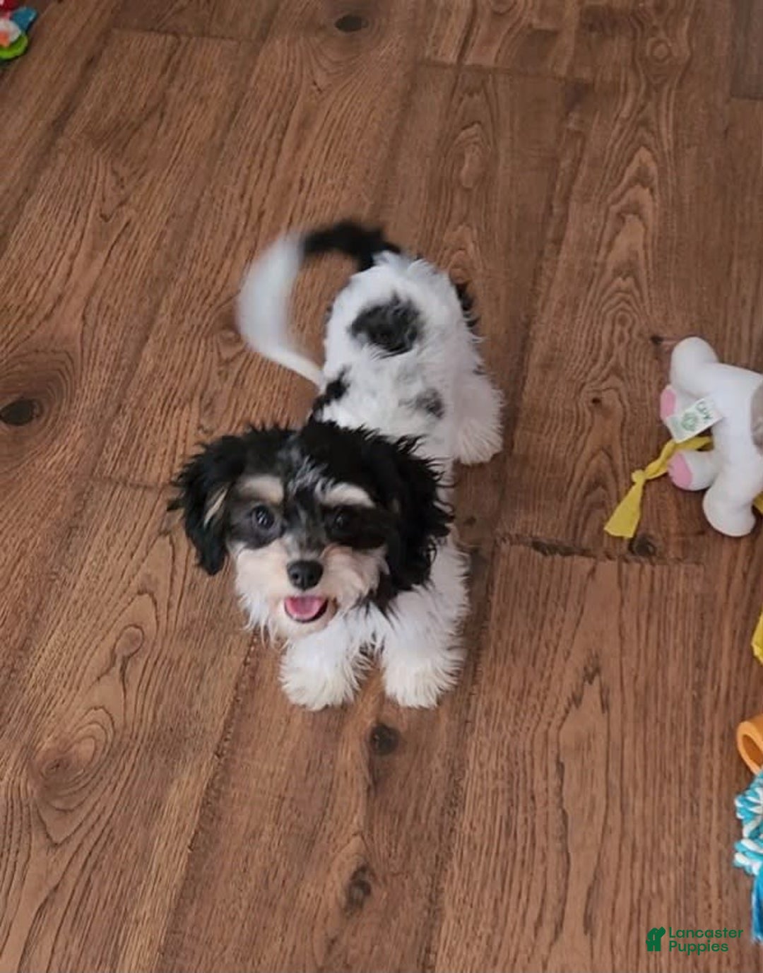 Cavachon dogs for sale: Destin - Image 17