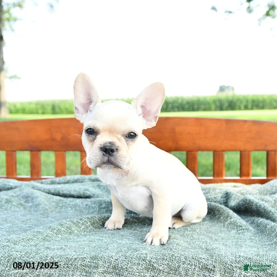 French Bulldog dogs for sale: Lavendar - Image 13