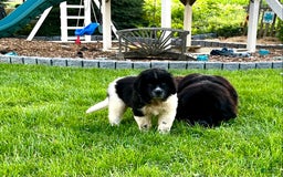 Newfoundland dogs for sale: Bonnie❤️akc❤️ - Image 8