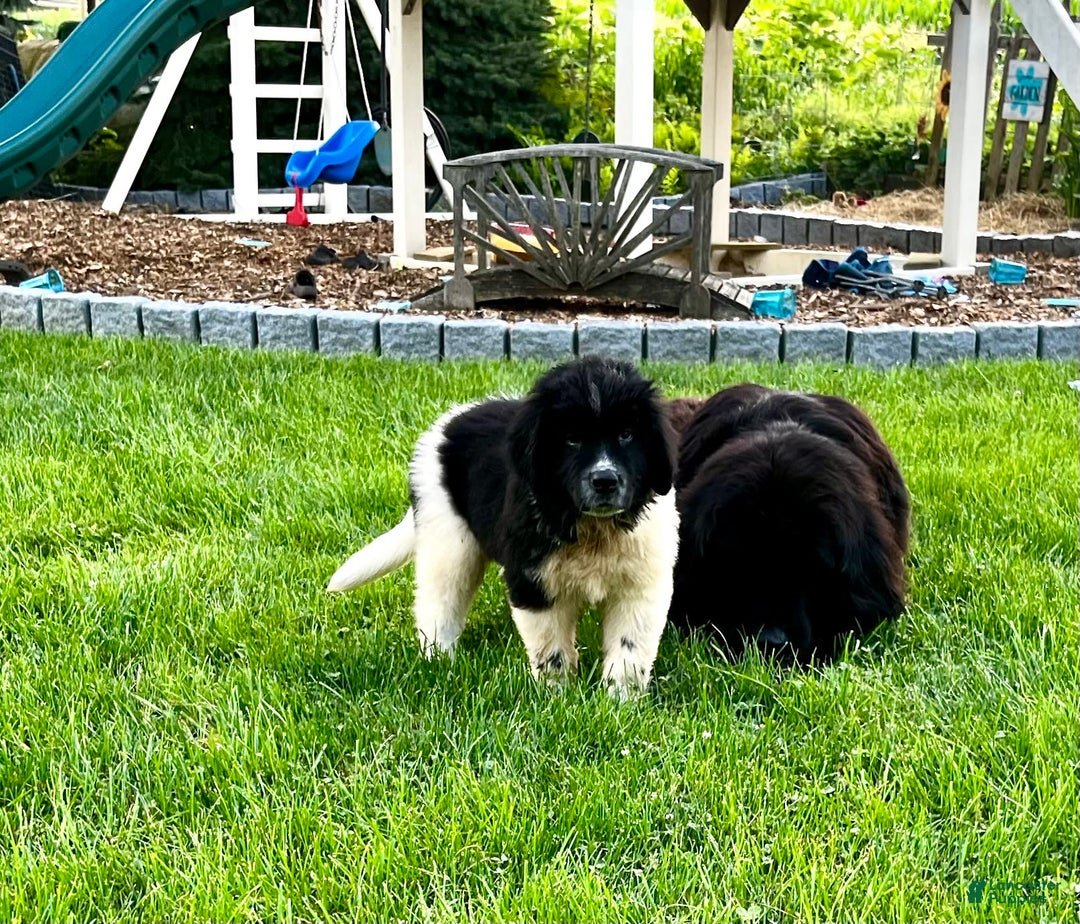 Newfoundland dogs for sale: Bonnie❤️akc❤️ - Image 8