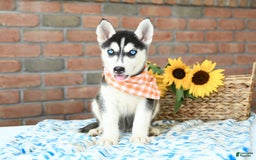 Gerberian Shepsky dogs for sale: Brinkley - Image 2