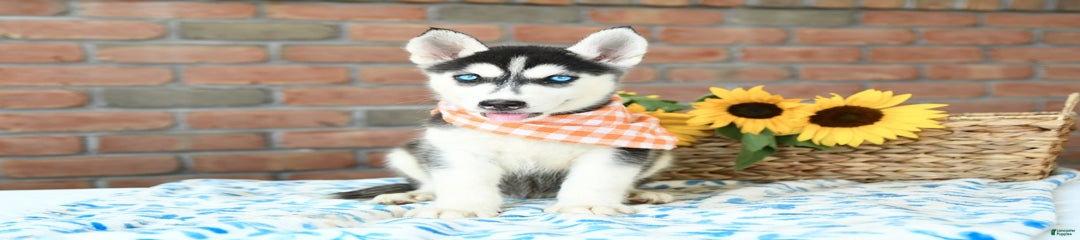Brinkley