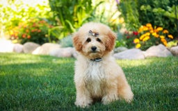 Miniature Poodle dogs for sale: Addison - Image 5