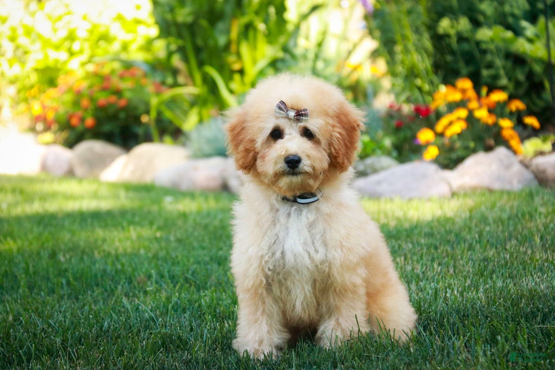 Miniature Poodle dogs for sale: Addison - Image 5