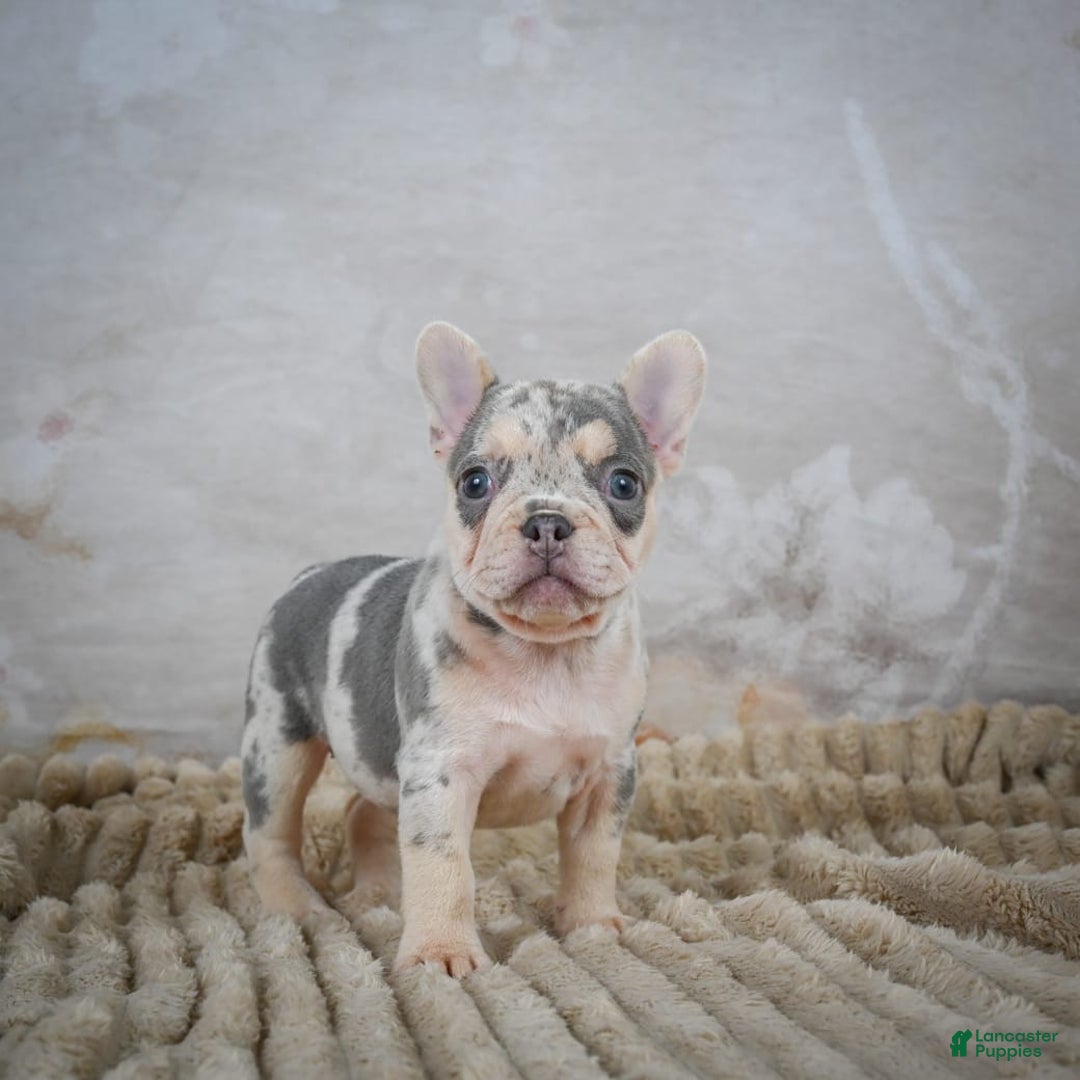 French Bulldog dogs for sale: Remi - Image 1