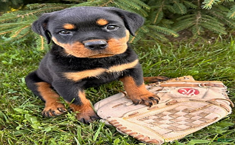 Rottweiler dogs - Advert 7