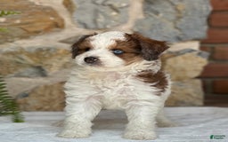 Mini Aussiedoodle dogs for sale: Romeo - Image 1