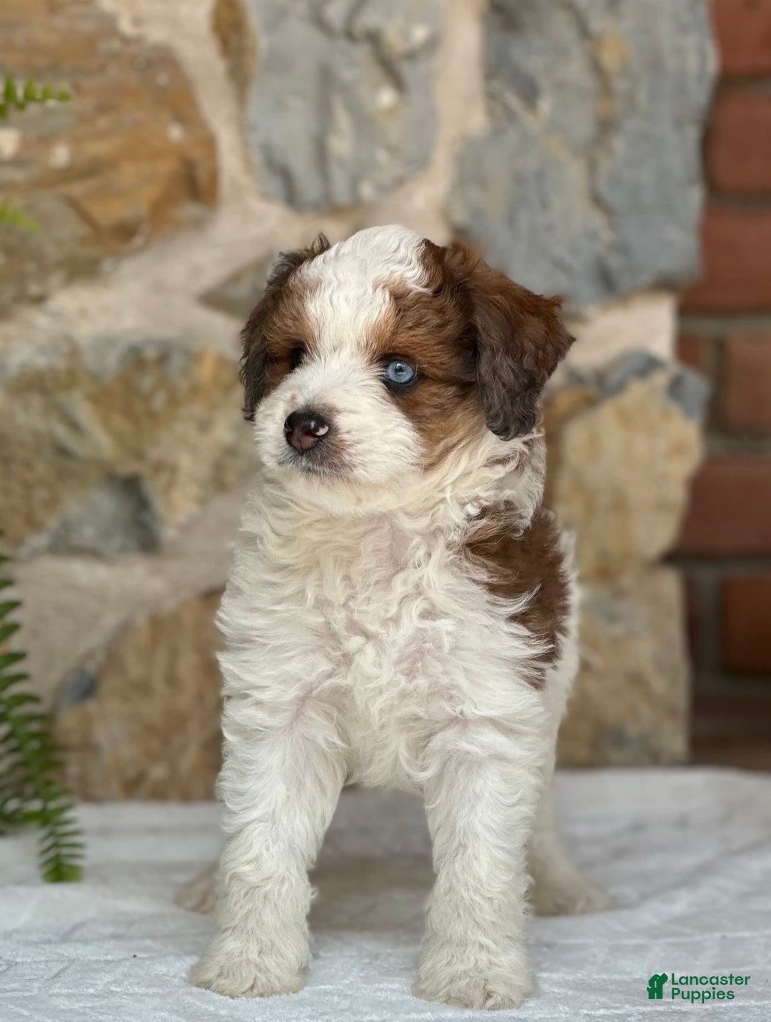 Mini Aussiedoodle dogs for sale: Romeo - Image 1