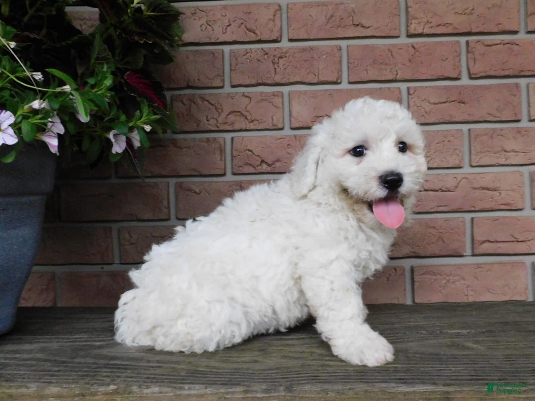 Bichon Frise dogs for sale: Joker - Image 4