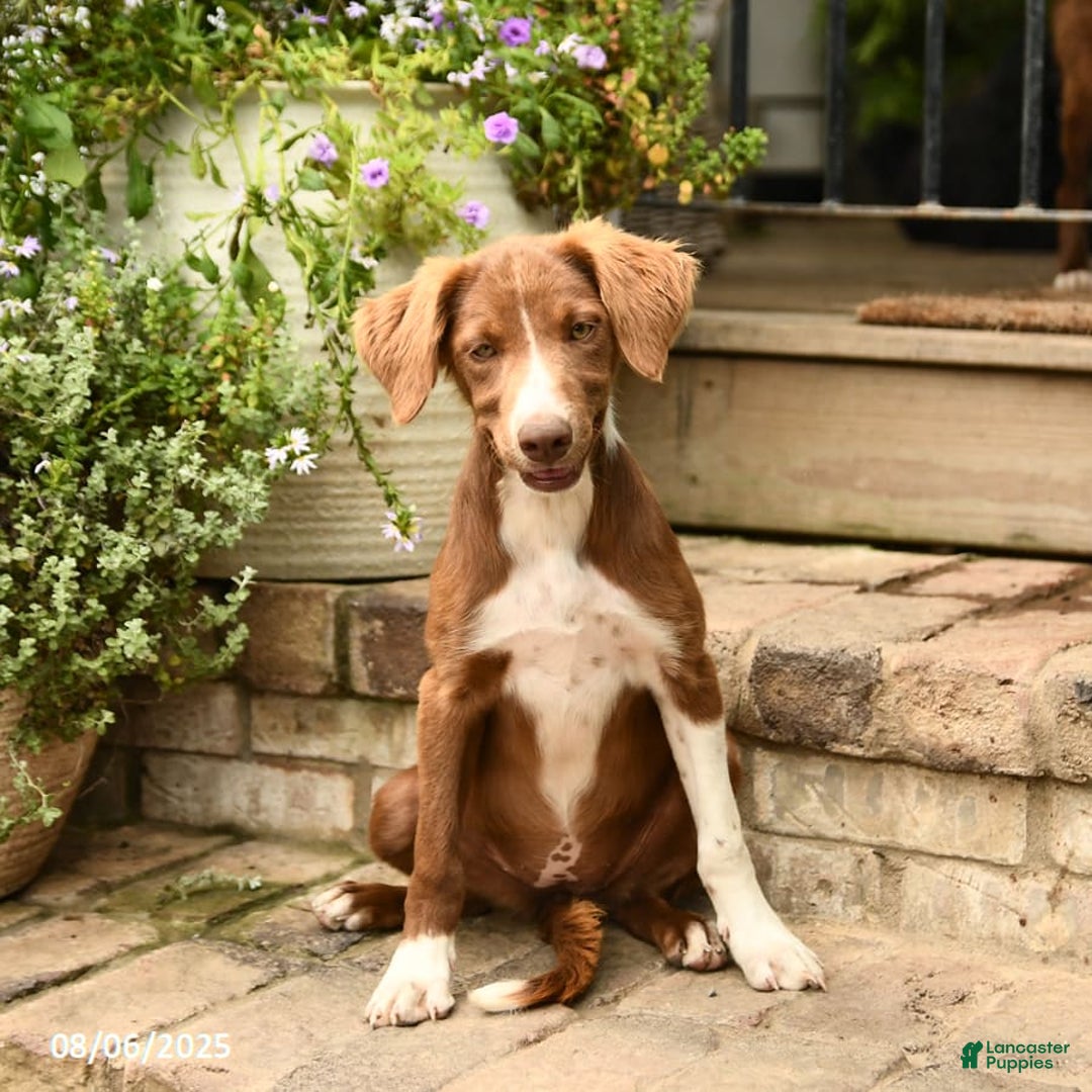 Border Collie dogs for sale: Jewels - Image 3