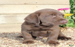 Labrador Retriever dogs for sale: Eric - Image 6