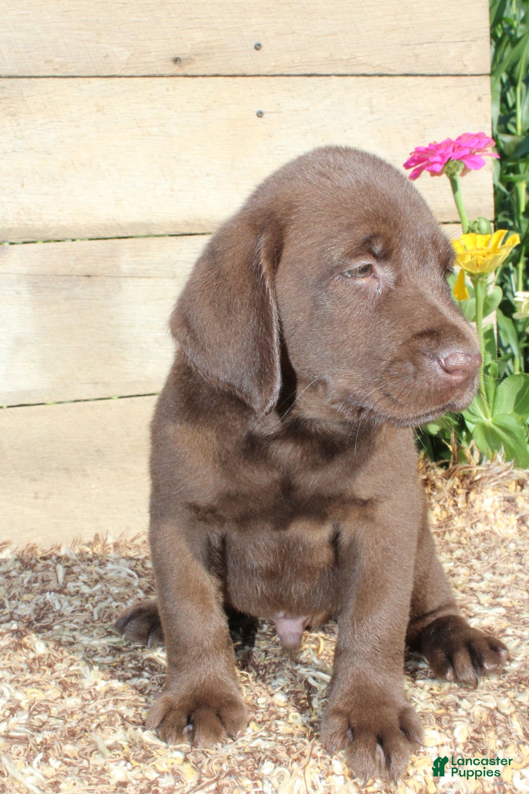 Labrador Retriever dogs for sale: Eric - Image 6