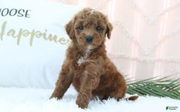 Goldendoodle dogs for sale: Sharon - Image 3
