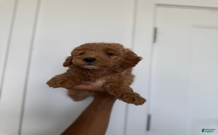 Miniature Poodle dogs for sale - Ad 5