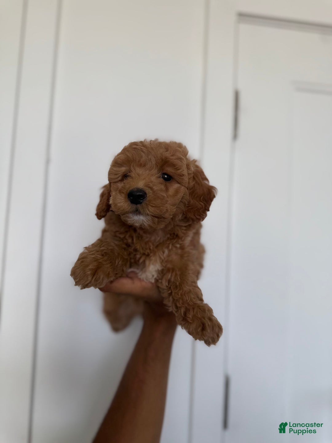 Miniature Poodle dogs for sale: Misty - Image 1
