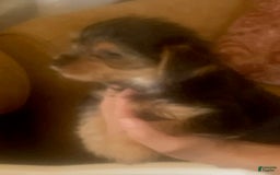 Yorkshire Terrier dogs for sale: Herbie - Image 2
