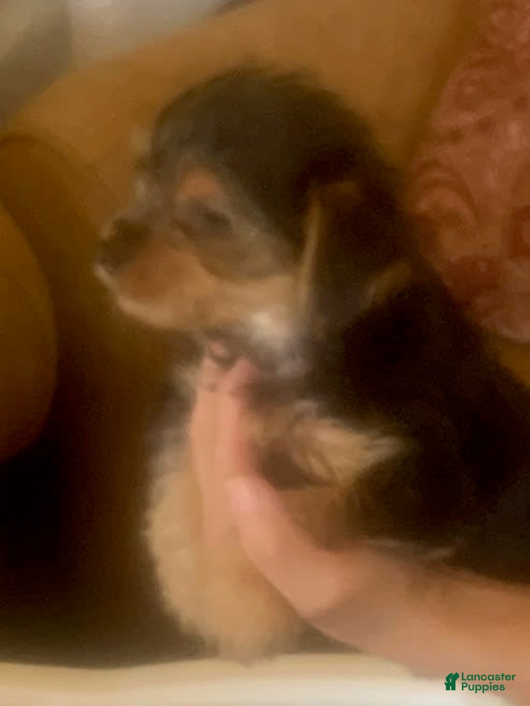 Yorkshire Terrier dogs for sale: Herbie - Image 2