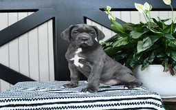 Cane Corso dogs for sale: Flash - Image 1