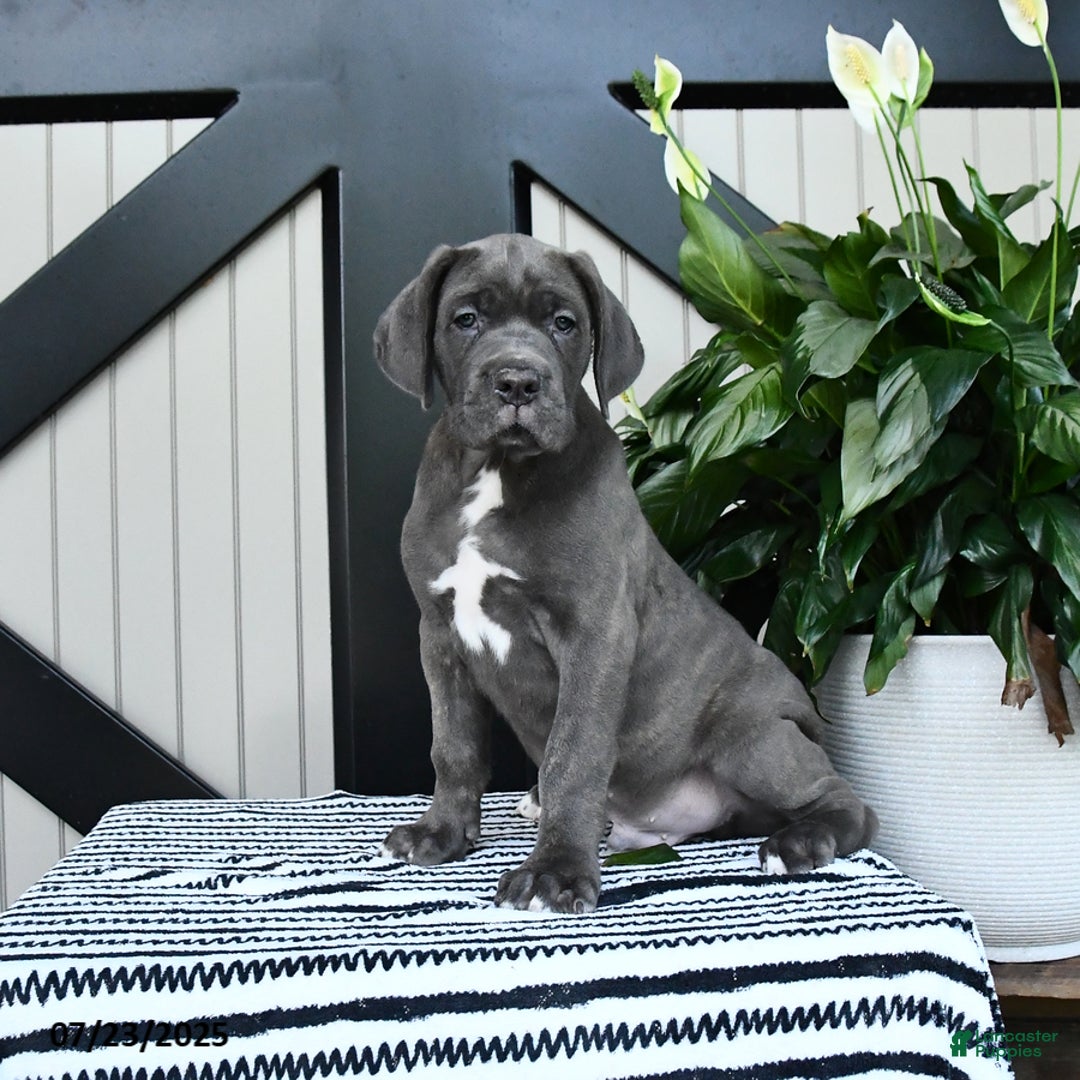 Cane Corso dogs for sale: Flash - Image 1