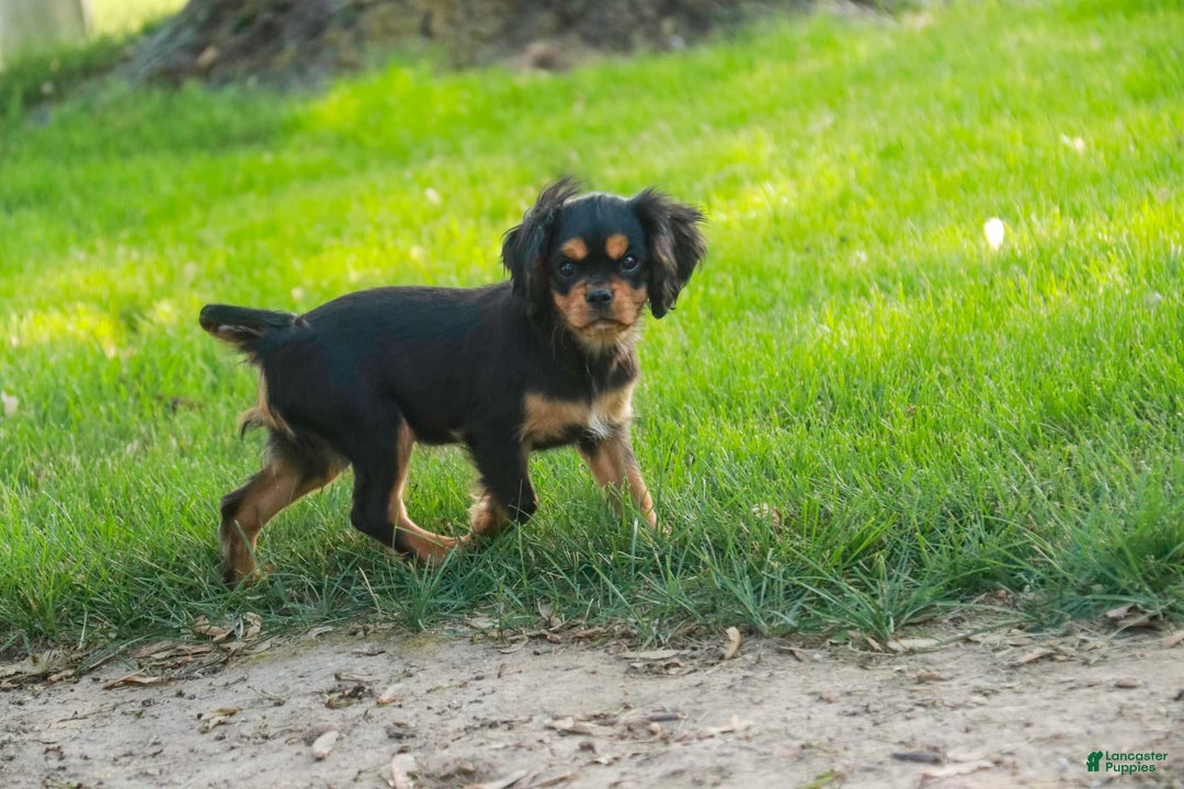 Cavalier King Charles Spaniel dogs for sale: Pluto - Image 28