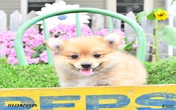 Pomeranian dogs for sale: Carmen - Image 3