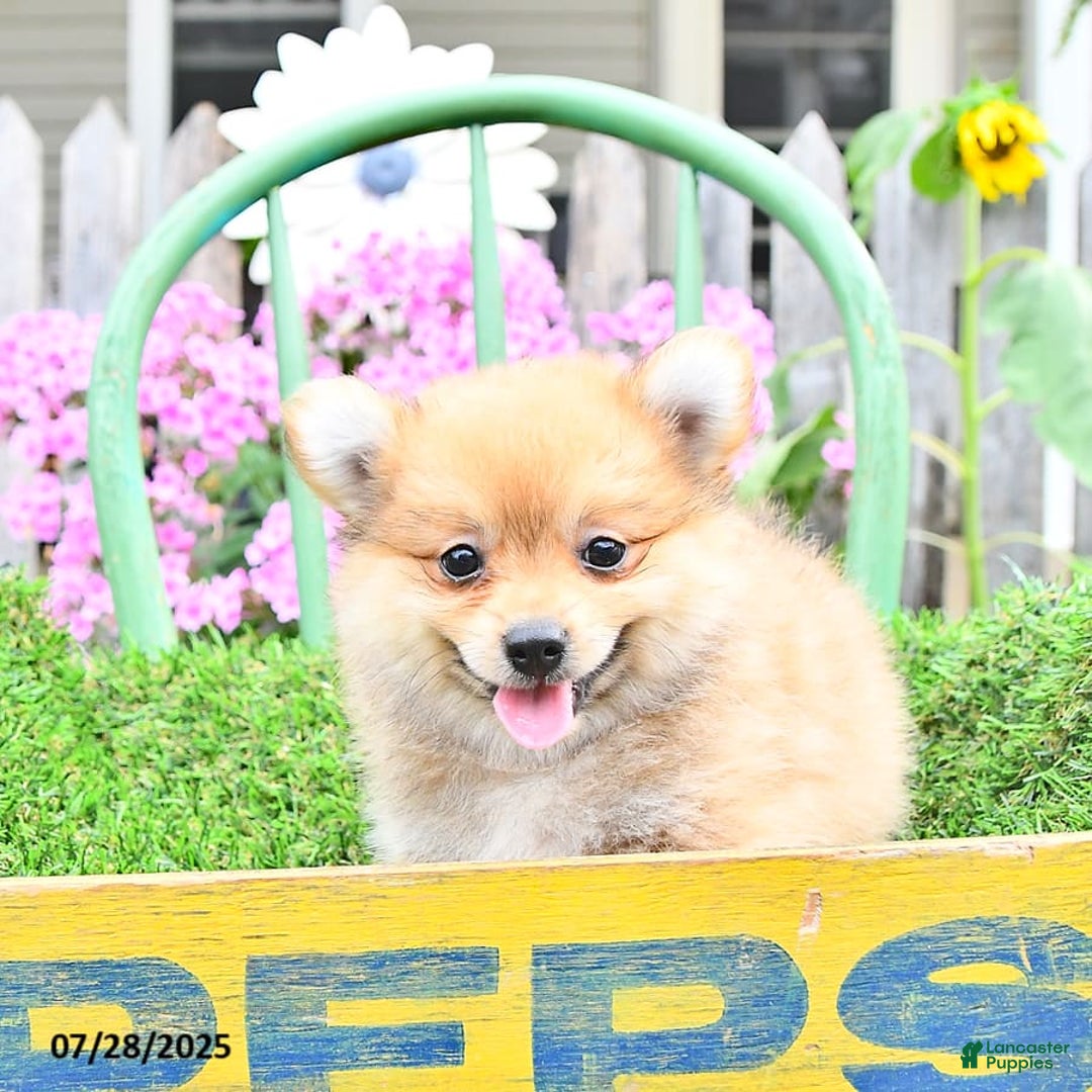 Pomeranian dogs for sale: Carmen - Image 3