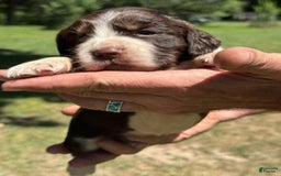 English Springer Spaniel dogs for sale: Female 1 - Image 3