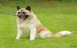 Akita dogs for sale: Moonlight Sage - Image 2