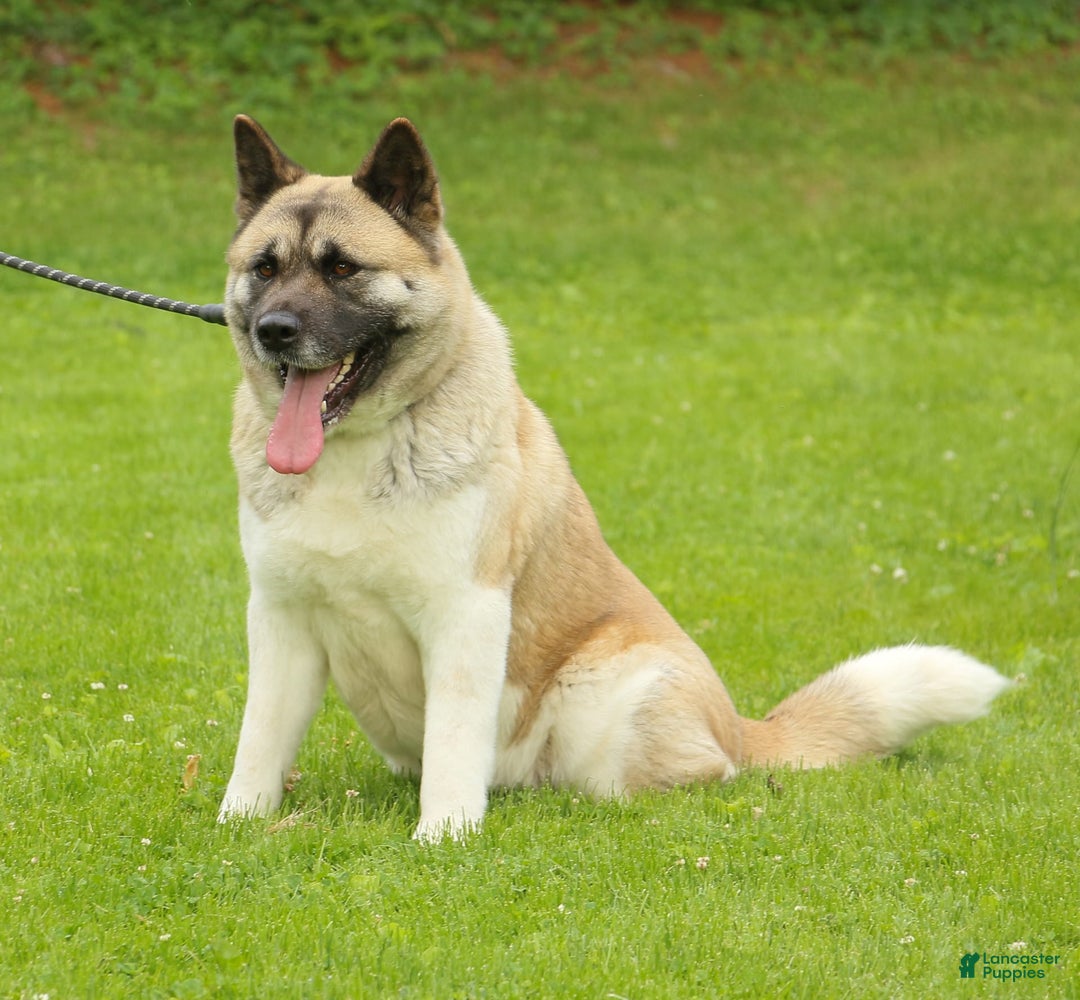 Akita dogs for sale: Moonlight Sage - Image 2