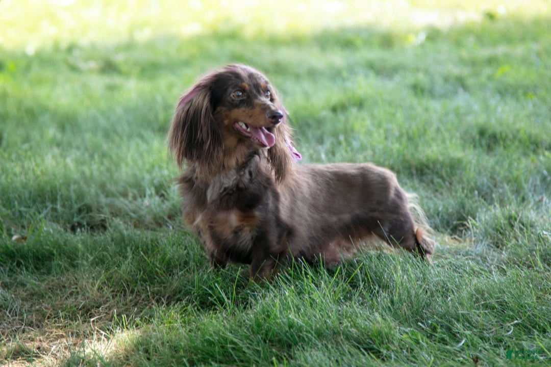 Miniature Dachshund dogs for sale: Allie - Image 6