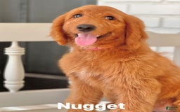Goldendoodle dogs for sale: Nugget - Image 18