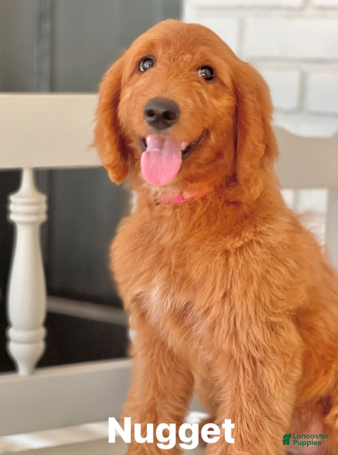 Goldendoodle dogs for sale: Nugget - Image 18