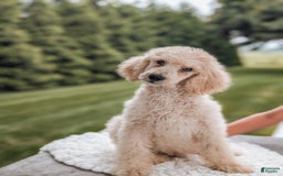 Standard Poodle dogs for sale: Charlie-moyen Poodle - Image 2