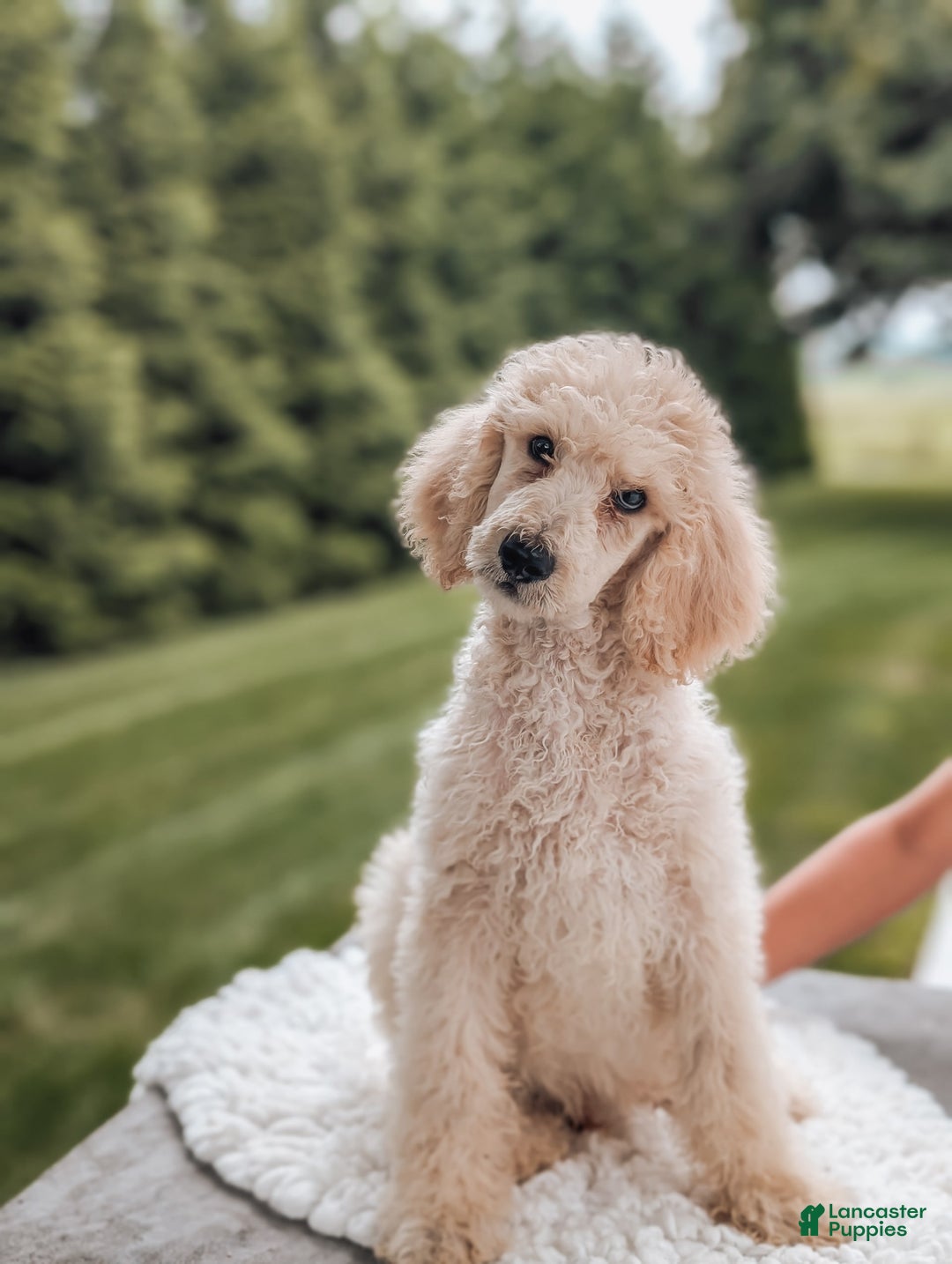 Standard Poodle dogs for sale: Charlie-moyen Poodle - Image 2