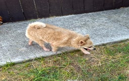 Pomeranian dogs for sale: Giovanna - Image 4