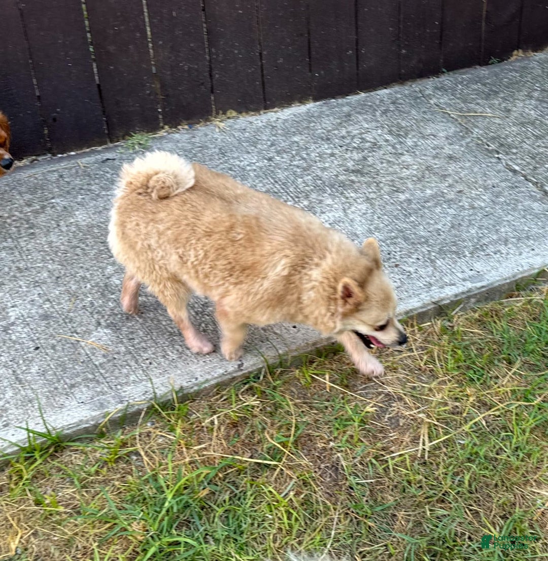 Pomeranian dogs for sale: Giovanna - Image 4