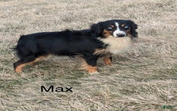 Miniature Australian Shepherd dogs for sale: Sky - Image 11
