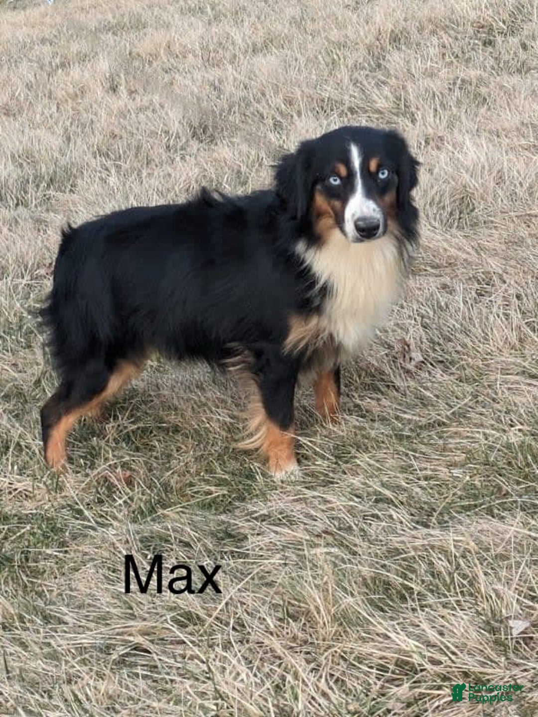 Miniature Australian Shepherd dogs for sale: Sky - Image 11
