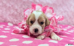 Cockapoo dogs for sale: Rebel - Image 17