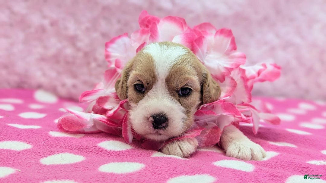 Cockapoo dogs for sale: Rebel - Image 17