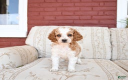 Cockapoo dogs for sale: Kermit - Image 10