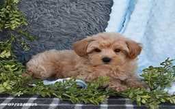 Havapoo dogs for sale: Benson - Image 9