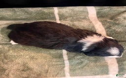 Australian Shepherd dogs for sale: Mako - Image 4