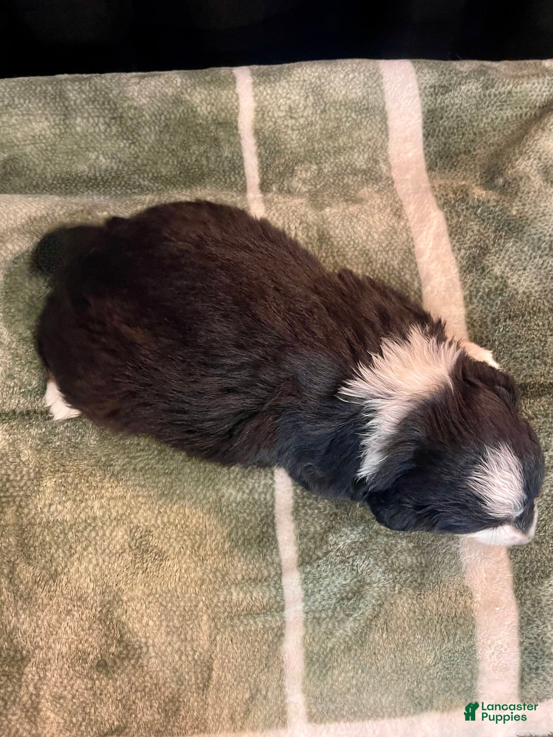 Australian Shepherd dogs for sale: Mako - Image 4
