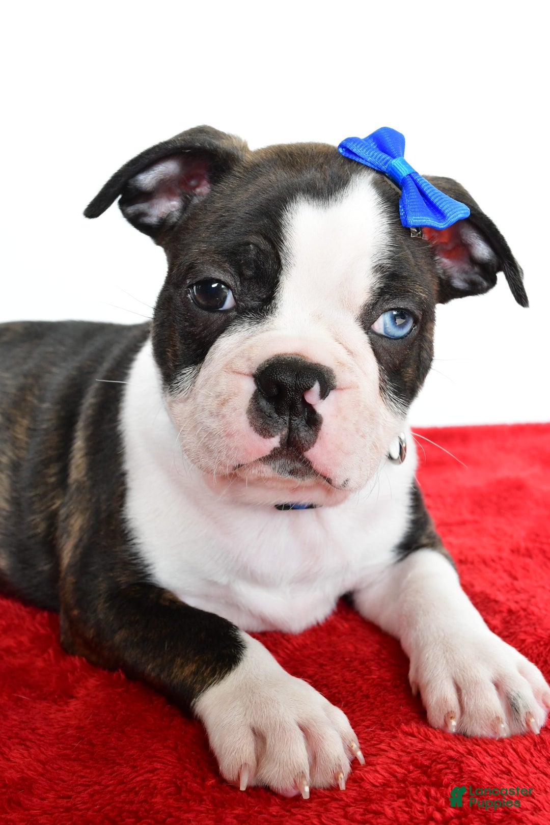 Frenchton dogs for sale: Boomer - Image 3