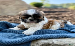 Shih Tzu dogs for sale: Apollo - Image 6