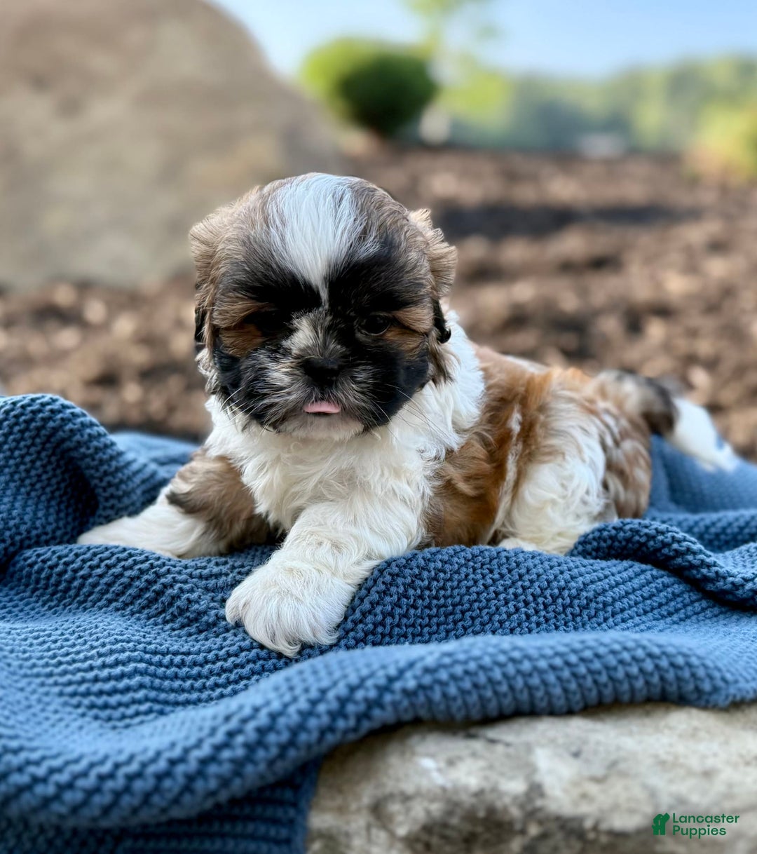 Shih Tzu dogs for sale: Apollo - Image 6