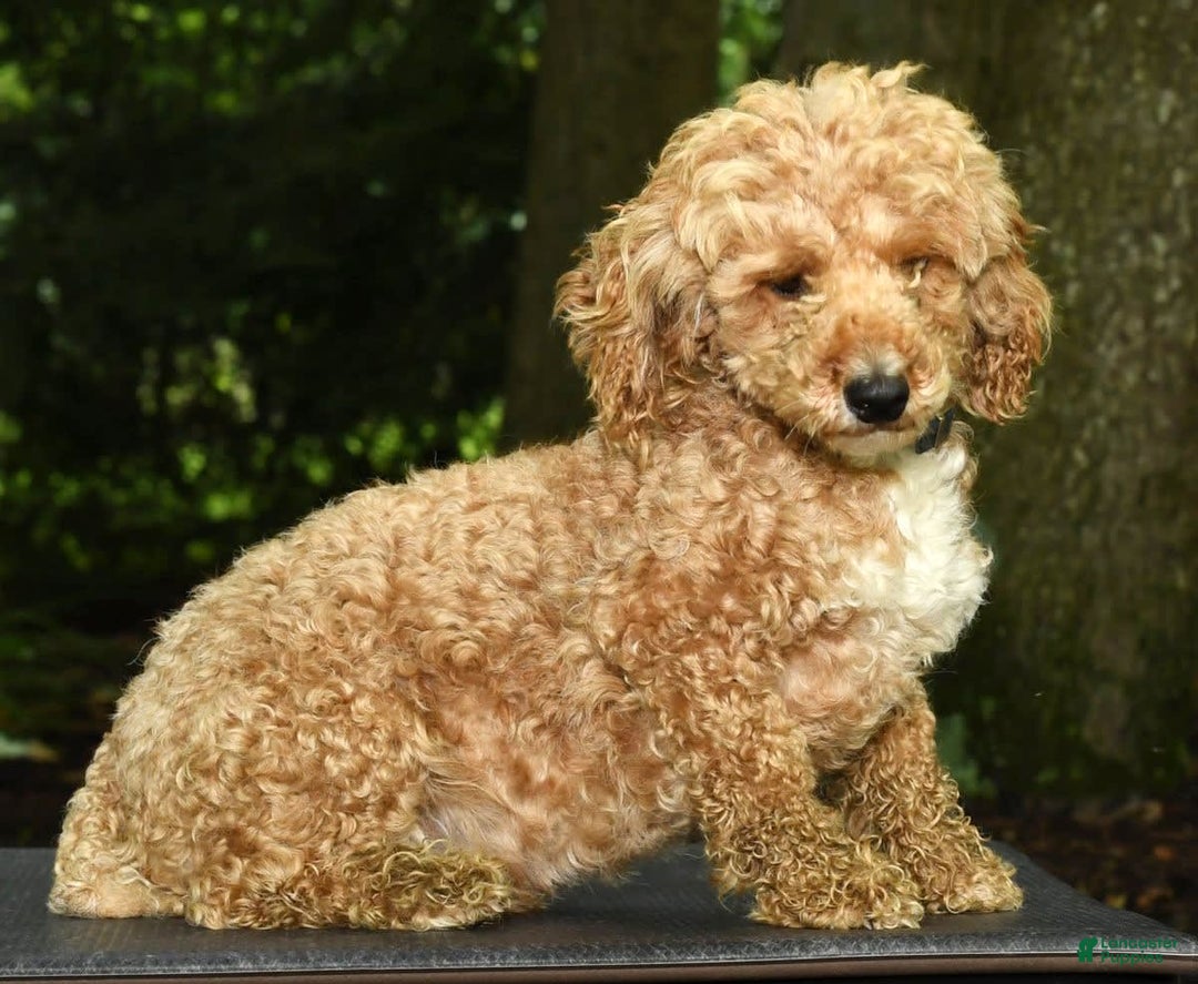 Mini Goldendoodle dogs for sale: Lacey - Image 11