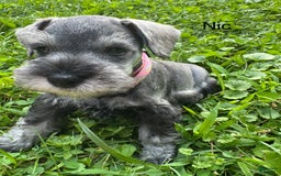 Miniature Schnauzer dogs for sale: Miniature Schnauzer 6 puppies - Image 13