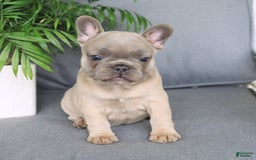French Bulldog dogs for sale: Luna - Image 5